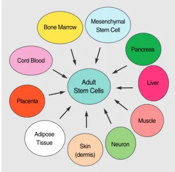 Fig. 2. Stem cell plasticity.