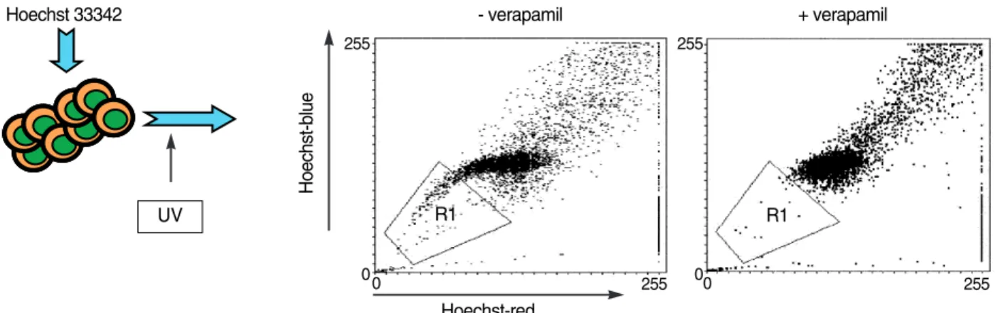 Fig. 5. Identification of SP (side population) cells as stem cell source. Cells were stained with Hoechst 33342 dye and subject to UV excitation in flowcytometer