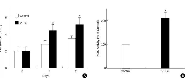 Fig. 1. Effect of VEGF on cell growth and NOS activity. (A) Confluent ECV 304 cells stimulated with the VEGF (20 ng/mL) for the different days