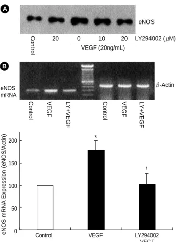 Fig. 3. Effect of VEGF on induction of eNOS mRNA in ECV 304 cells. Confluent ECV 304 cells were treated with various  concen-trations of VEGF for 24 hr
