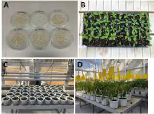 Fig. 1 Preparation of Pepper Genetic Resource.