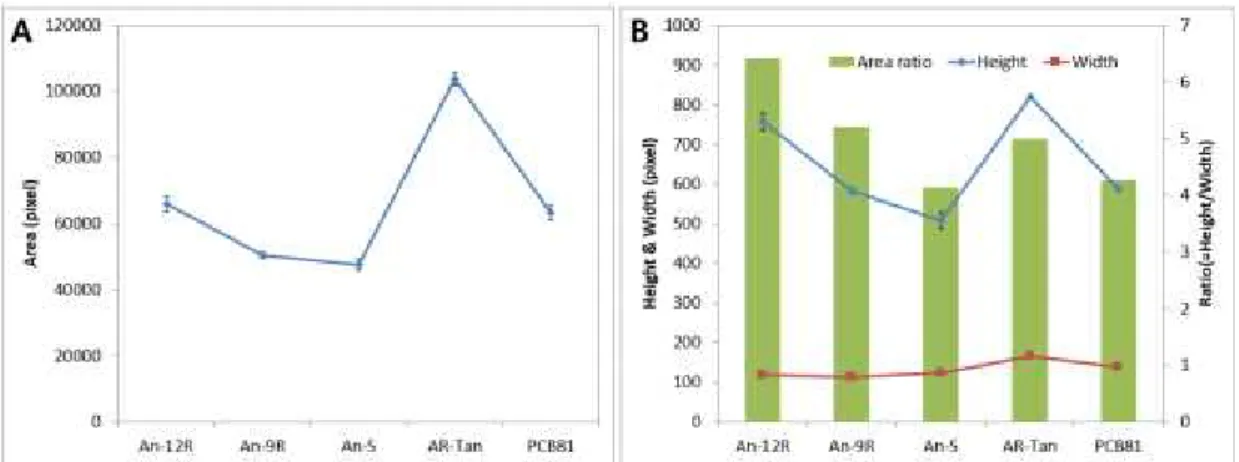 Fig. 6 Area Graph of Pepper Fruit (A) and Ratio Graph of Width and Height (B)