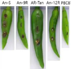 Fig. 8 Appearance of Anthracnose on Chili Pepper Fruit