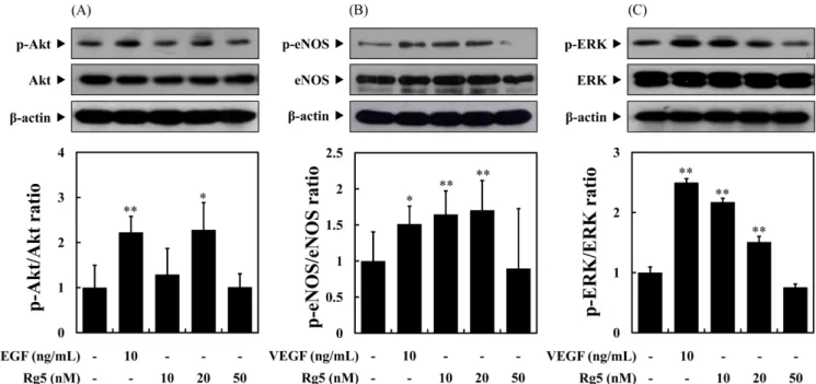 Fig. 4. Rg5 stimulates the phosphorylation of Akt/eNOS and ERK1/2 in HUVECs. HUVECs were treated with the indicated concentrations of ginsenoside Rg5 or vascular endothelial growth factor (VEGF, positive control, 10 ng/mL) for 10 min