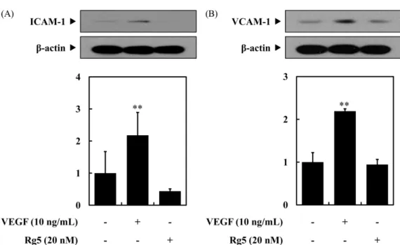Fig. 5. Rg5 does not affect the expression of adhesion molecules in HUVECs. HUVECs were incubated with ginsenoside Rg5 (20 nM) or vascular endothelial growth factor (VEGF, positive control, 10 ng/mL) for 6 h