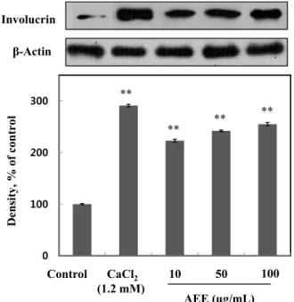 Fig. 6. Effect of  Abelmoschus esculentus extract (AEE) on expression of involucrin. Each signal was quantified by scanning densitometry