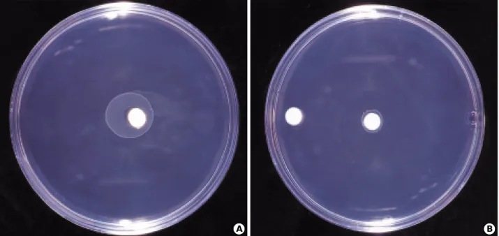 Fig. 2. Motility of H. pylori in semisolid medium. The first strain (A) spread widely in the medium