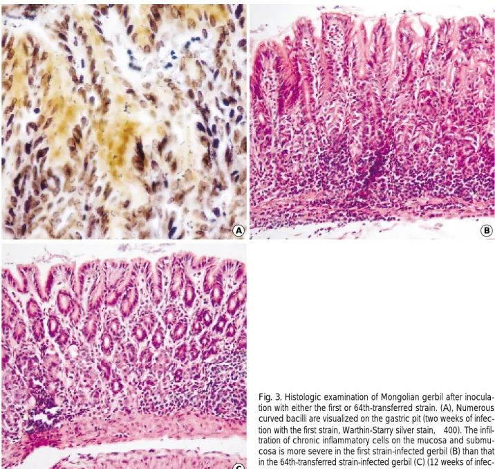 Fig. 3. Histologic examination of Mongolian gerbil after inocula- inocula-tion with either the first or 64th-transferred strain