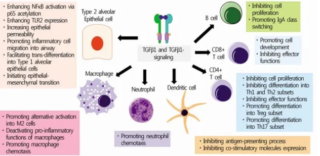 Fig. 2. Immune modulatory functions of TGF-β1 on cells in the airway. The role of TGF-β1 on airway epithelial cells, macrophages, neutrophils, dendritic cells, CD4 and CD8 expressing T cells, and B cells are summarized.