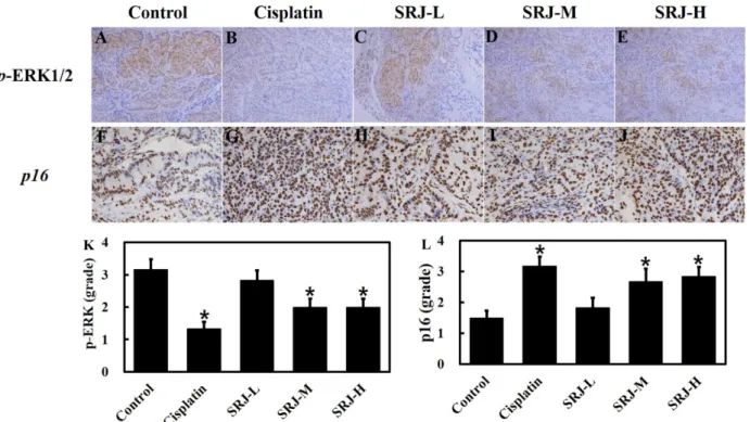 Fig. 4. Change of p-ERK1/2 and p16 expression by treatment of Sarijang (SRJ). The expression level of p-ERK (A-E, K) and p16 (F-J, L) was divided into four stages (0; non
