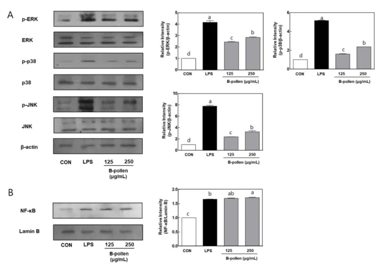 Fig. 4. Effect of Bee-pollen water extracts (BPW) on MAPKs phosphorylation and NF- κB expression in RAW 264.7 macrophage cells