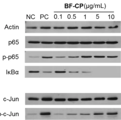 Fig. 4. Effect of BF-CP on the phosphorylation of mitogen activated protein kinase (MAPK) in RAW264.7 cells