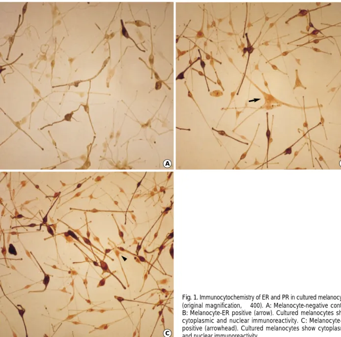 Fig. 1. Immunocytochemistry of ER and PR in cultured melanocytes (original magnification, ×400)