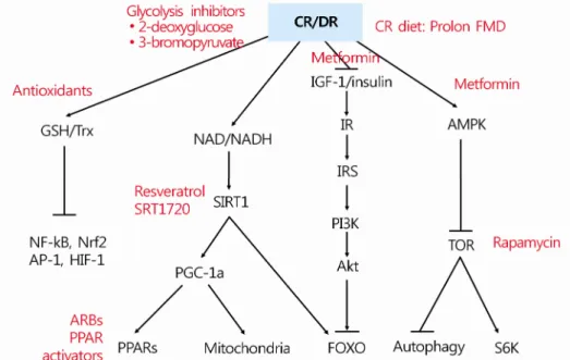 Fig. 1. Signal transduction pathways of calorie restriction (black) and putative calorie restriction  mimetics (red) affecting the signal transduction pathways of calorie restriction