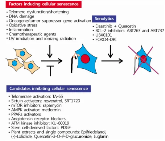 Fig. 2. Factors inducing cellular senescence, candidate molecules inhibiting cellular senescence, and senolytics
