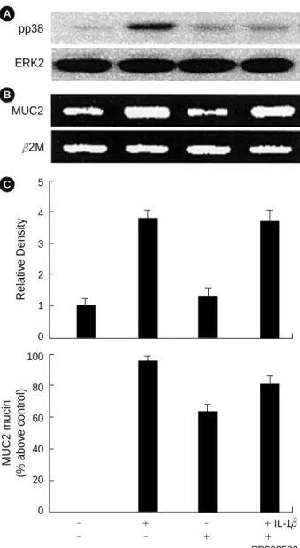 Fig. 3. Effects of MEK/ERK inhibitor, PD98059 on the expression of the IL-1 -mediated ERK phosphorylation (pERK) (A),  MUC2 gene expression (B), and mucin secretion (C)