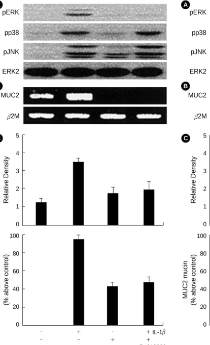 Fig. 6. Effects of PI3K inhibitor, LY294002 on the expression of the IL-1 -mediated MAPKs phosphorylations (pERK, pp38, pJNK) (A), MUC2 gene expression (B), and mucin secretion (C).
