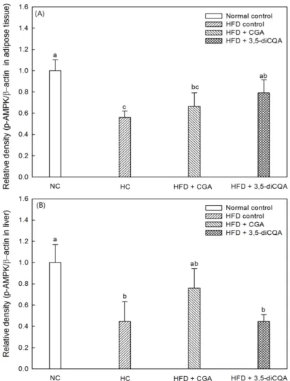 Fig. 5 The effect of CGA and 3,5-diCQA intake HFD-induced obese mice on protein expression of p-AMPK/ β-actin in epididymal adipose (A) and liver tissue (B) and p-Akt/ β-actin in epididymal adipose (C) and liver tissue (D) and representative image (E)