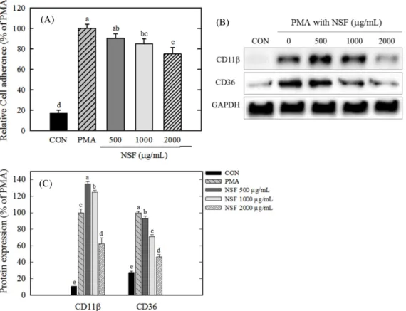 Fig. 3. Effect of NSF on monocyte-to-macrophage differentiation and differentiation factors in THP-1 cells