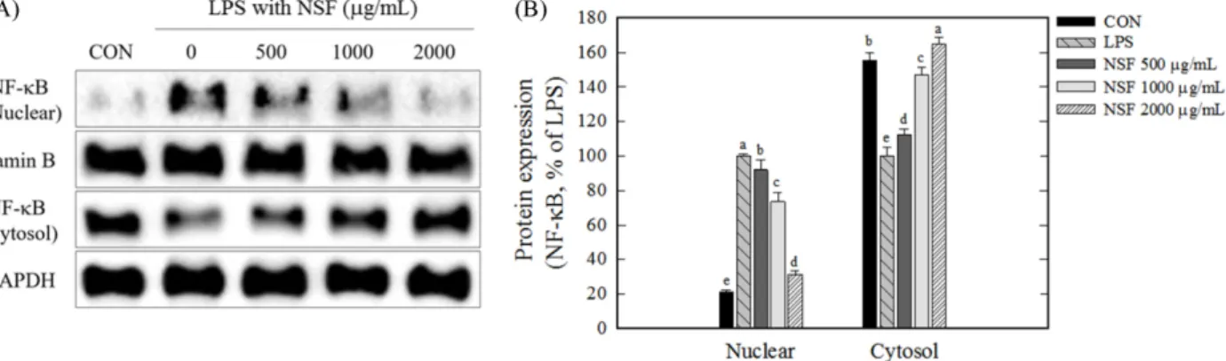 Fig. 6. Effect of NSF on the protein expression level of Nrf2, Keap1, and HO-1, and Nrf2 nuclear translocation in RAW264.7 cells