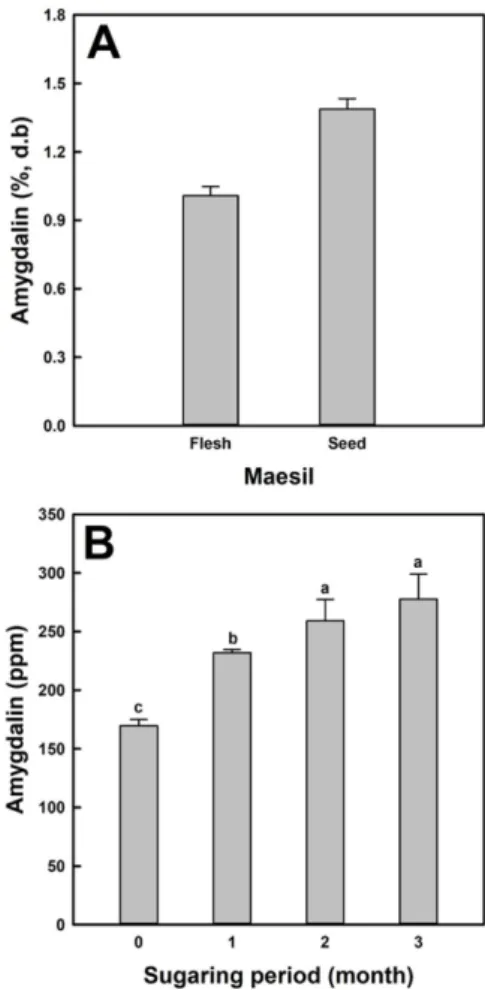 Fig. 2. Amygdalin content of flesh and seed from freeze-dried maesil (A) and its changes of a sugared maesil liquid during sugaring periods (B)