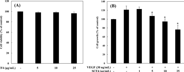 Fig. 1. The antiproliferative activity of SCF4 on HUVECs. (A) The effect of SCF4 on the viability of HUVECs