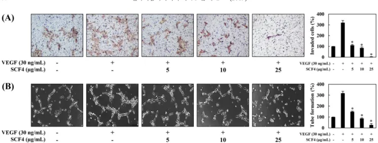 Fig. 3. The effect of SCF4 on angiogenesis  in vivo. Fertilized chick eggs were maintained in a humidified incubator at 37 o C