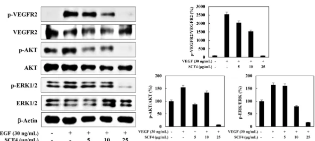 Fig. 4. The effect of SCF4 on VEGFR2-dependent signal transduction in HUVECs. Serum-starved HUVECs were pretreated with SCF4 for 3 h at the indicated concentrations and then stimulated with VEGF (30 ng/mL) for 5 min