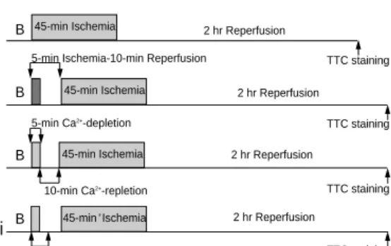 Fig. 1. Schematic illustration of the experimental protocol. Hearts were subjected to 5-min global ischemia and 10-min reperfusion in the ischemic preconditioned (IPC) group and to 5-min Ca 2+  -deple-tion and 10-min reple-deple-tion in the Ca 2+ -precondi