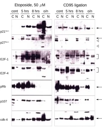 Fig. 2 shows the expression of these molecules in response