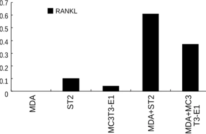 Fig. 4. Expression of OPG mRNA assessed by RT-PCR. Co-culture of MDA-231 with ST2 or MC3T3-E1 cells inhibit expression of OPG mRNA