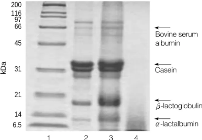 Fig. 1. SDS-PAGE of standard marker (lane 1), whole milk (lane 2), standard formula (lane 3) and HA21 � (lane 4)