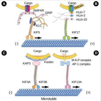 Fig. 3. The binding partners of KIFs. Biochemical observations suggest that cargoes of motor proteins seem to be vesicles that possess specific functional marker molecules