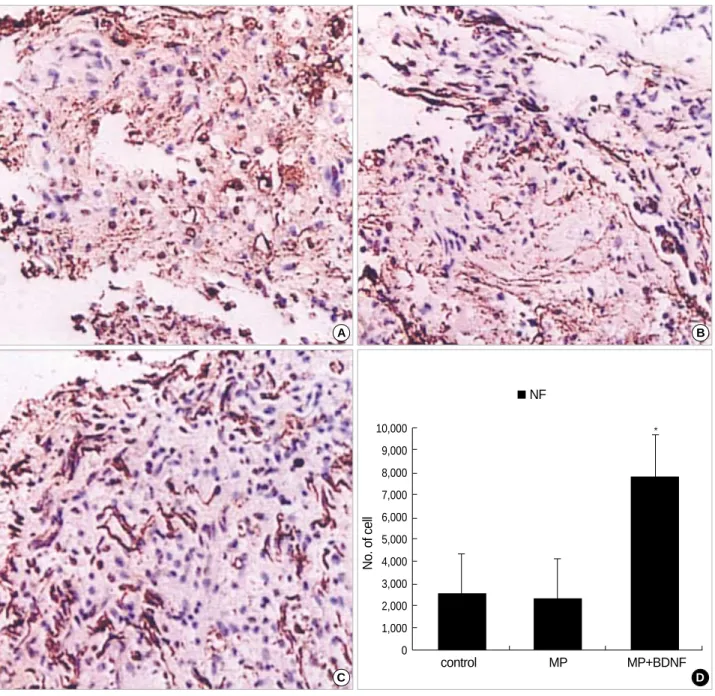 Fig. 2. Immunohistochemical staining for NF at the contusion injury site (×40). Ten weeks after SCI, fewer NF-positive neuronal fibers are observed at the lesion in the control (A) and MP-only groups (B)