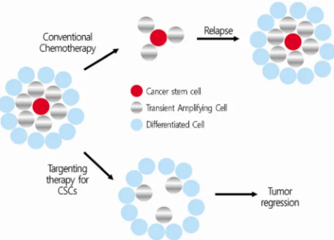 Fig. 3. The therapeutic concept of conventional chemotherapy and targeting therapy for cancer stem cells