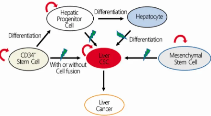 Fig. 7. Cellular origins of liver CSCs. Liver CSCs can originate  from mature hepatocytes, hepatic progenitor cells, hematopoietic stem cells, and mesenchymal stem cells