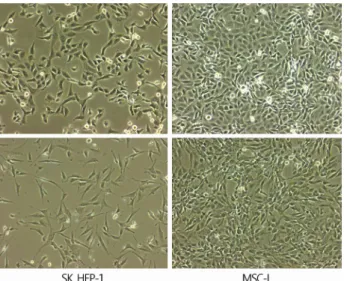 Fig. 8. Morphology of SK Hep-1 cells and MSC-L. Both are si- si-milar in appearance. SK Hep-1 cells exhibit an oncogenic  mesen-chymal stem cell line with a significant metastatic capacity