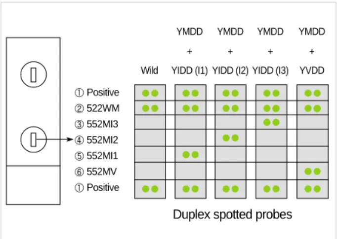Table 1. Primers and probes used in YMDD motif mutant detec- detec-tion assay ′ ′ ′ ′ ′ ′ ′ ′′′′′′′