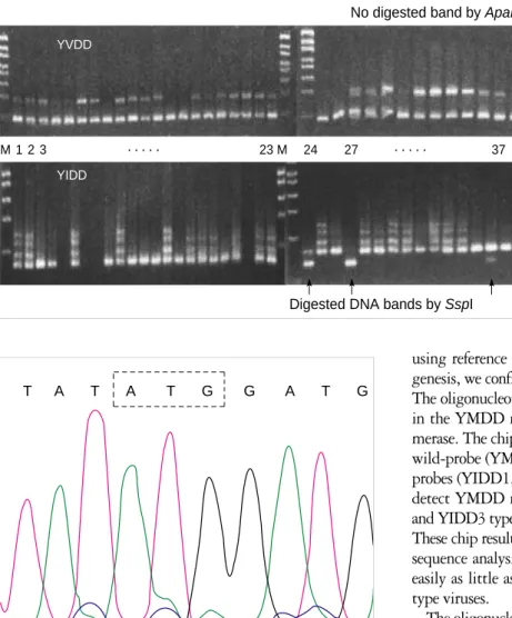 Fig. 5. The sequences of 290 bp DNA including codon 552 rep- rep-resent only the wild-type (ATG) in the samples with YIDD mutants (No