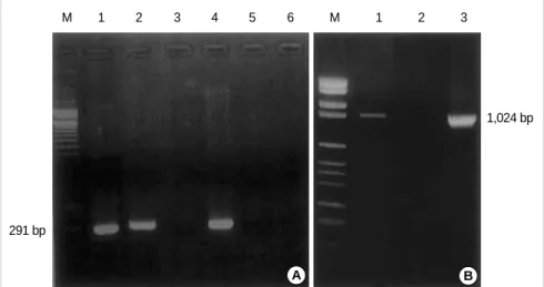 Fig. 2. (A) HSV PCR electrophoresis.