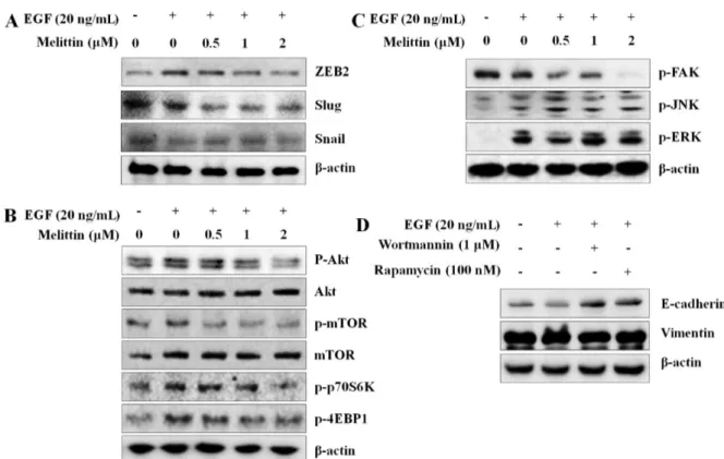 Fig. 4. Inhibitory effect of melittin on EMT related transcription factors and mTOR signaling pathway