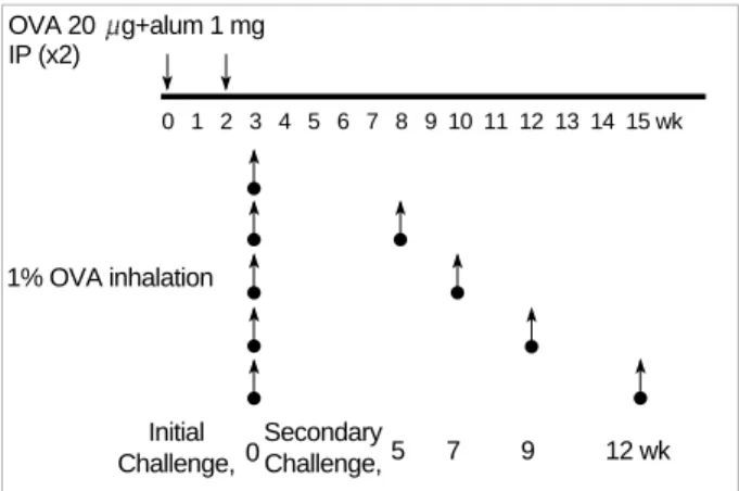 Fig. 1. Experimental protocols for sensitization, initial challenge and secondary challenge