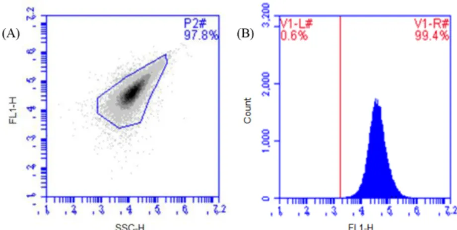 Fig. 1. Enumeration for bacteriophage by different laser detection method of SSC-H and FL1-H (A) and FL1-H/count (B) for flow cytometry analysis.