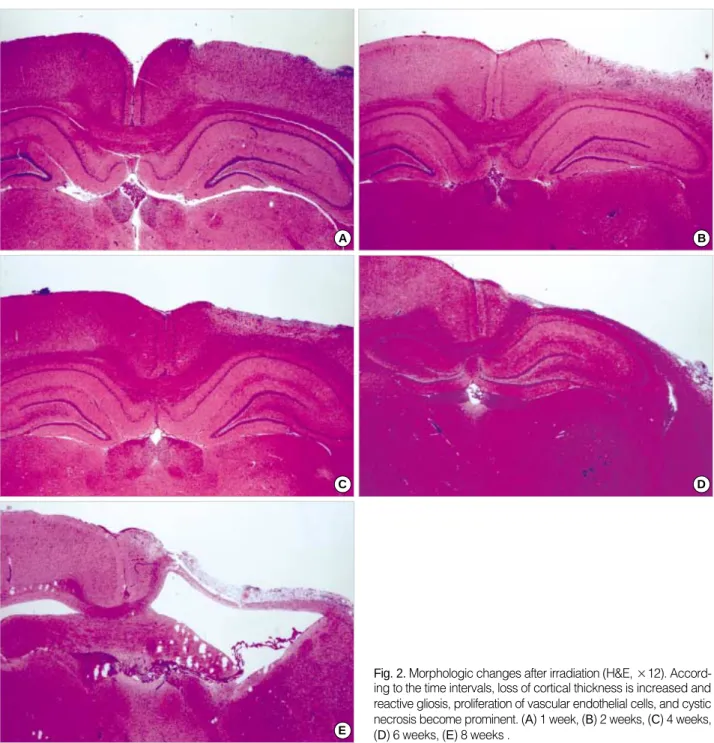 Fig. 2. Morphologic changes after irradiation (H&amp;E, ×12). Accord- Accord-ing to the time intervals, loss of cortical thickness is increased and reactive gliosis, proliferation of vascular endothelial cells, and cystic necrosis become prominent