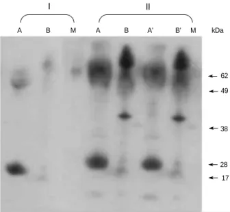 Fig. 1 demonstrates the binding of specific IgG in patient and control sera on the blotted nitrocellulose membrane
