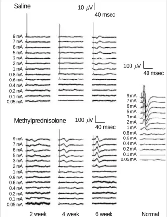 Fig. 2. Representative motor evoked potentials (MEPs) recorded in saline-treated SCI (upper left), MP-treated SCI (lower left), and intact (right) animals