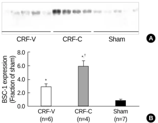 Fig. 5. Decreased expression of NHE3 in CRF-C. Immunoblot of whole kidney protein samples from CRF and sham-operated rats