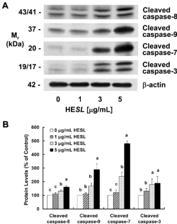 Fig. 6. Effect of the hexane extract of Saussurea lappa (HESL) on the protein levels of various cleaved caspases in HT-29 cells.