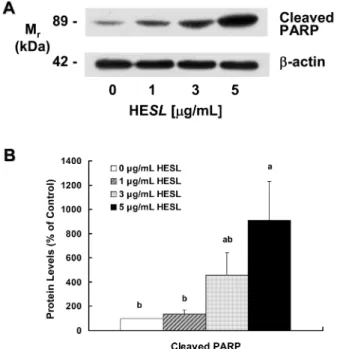 Fig. 7. Effect of the hexane extract of Saussurea lappa (HESL) on the protein levels of cleaved PARP in HT-29 cells