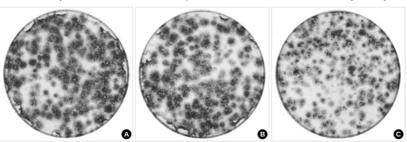 Fig. 1. CFU-F production from human bone marrow cells of the same donor. 4×10 6 nucleated cells, which were derived from the iliac crest, were plated in 10-cm Petri dishes in  -MEM with 20% FCS heat-inactivated, 10 mM  -glycerophosphate and 50  g/mL ascorb